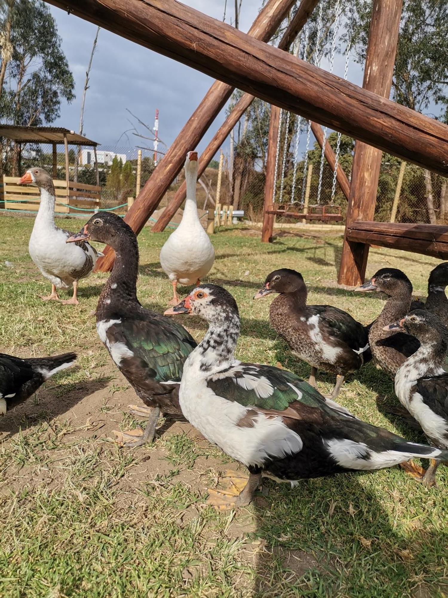Puembo La Granja De Papa Alberto المظهر الخارجي الصورة